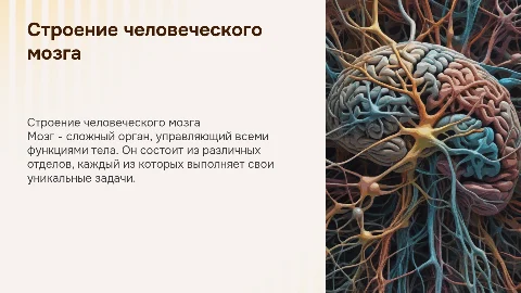 строение мозга