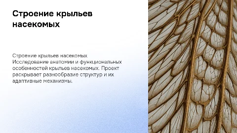 Индивидуальный проект по зоологии: строение крыльев насекомых