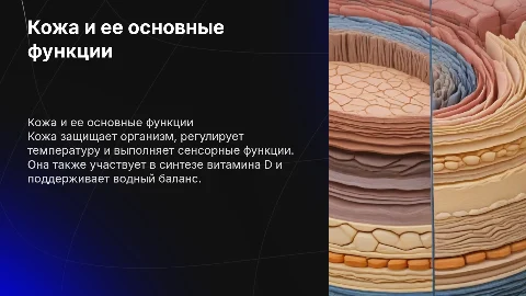 кожа и ее функции
