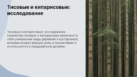 семейство тисовые семейство кипарисовые