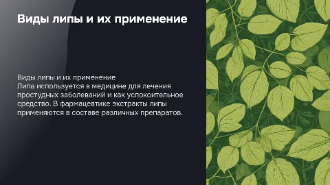 Виды липы: применение в медицине и фармацевтике