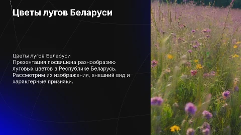 Цветы на лугу в Республике Беларусь: изображения и признаки