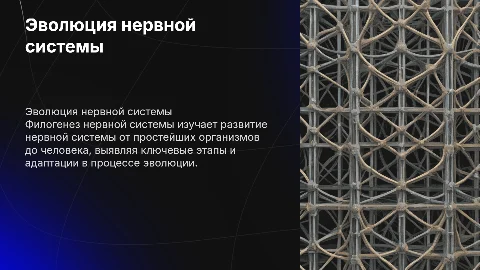 Филогенез нервной системы