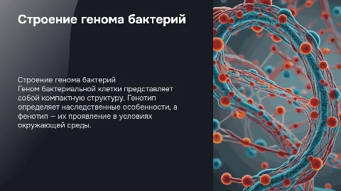 Строение генома бактериальной клетки и генотип с фенотипом