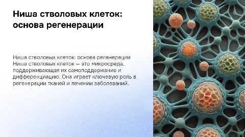 ниша стволовых клеток