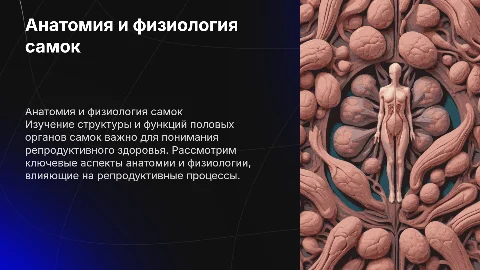 Анатомия и физиология половых органов самок