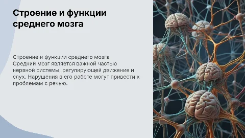 Строение и значение среднего мозга. и речевые нарушения