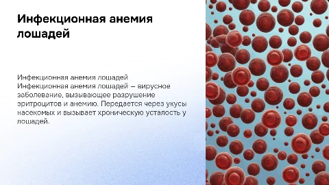 Инфекционная анемия лошадей