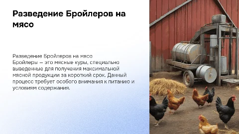Разведение Бройлеров на мяса