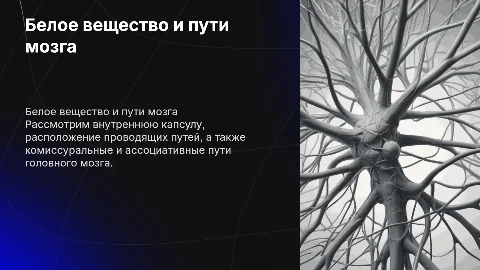 Белое вещество полушарий и внутренние пути мозга
