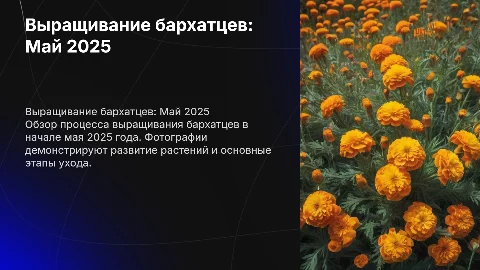 Выращивание бархатцев: процесс с 1 по 15 мая 2025 года
