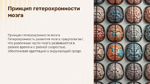 Принцип гетерохронности в развитии мозга