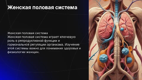 Женская половая система