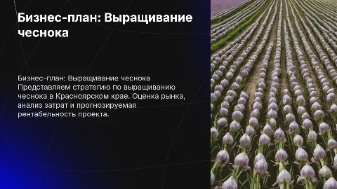 Бизнес-план по выращиванию чеснока в Красноярском крае