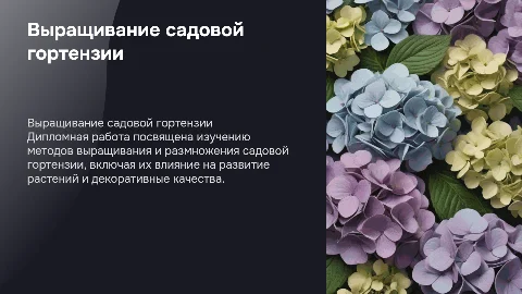 Особенности выращивания и размножения садовой гортензии