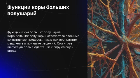 Особенности работы и функции коры больших полушарий