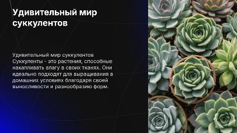 Суккуленты
