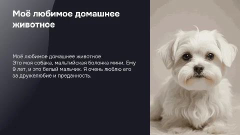 Презентация о моём домашнем животном: собака мальтийская болонка
