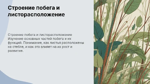 Строение побега и листорасположение для 3 класса