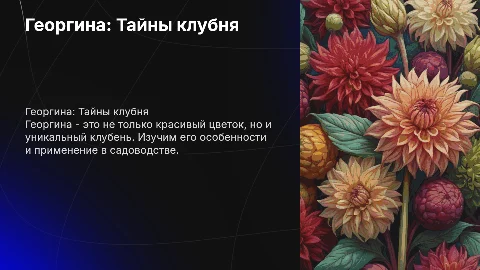 Георгина-Клубне корень