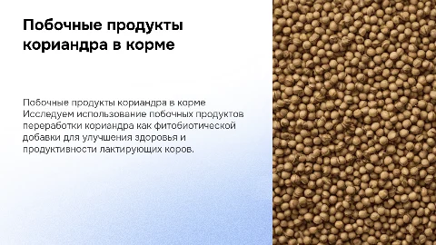 Эффективность побочных продуктов кориандра для лактирующих коров