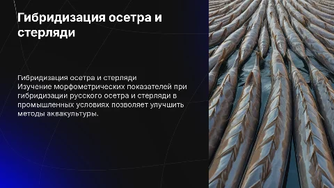 Морфометрические показатели при гибридизации осетра и стерляди