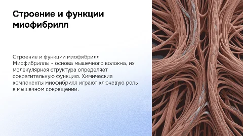 Строение мышечного волокна и молекулярные миофибриллы