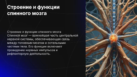 Спиной мозг