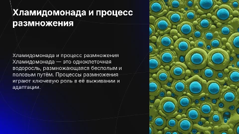 хламидомонада и ее размножение