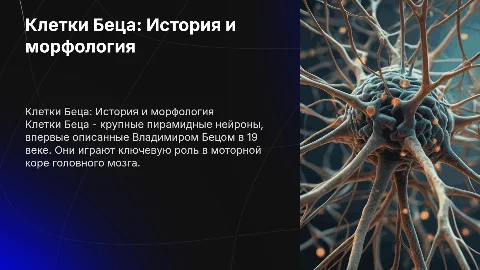 Клетки Беца: История открытия и морфология нейронов