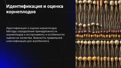 Идентификация ассортиментной принадлежности корнеплодов