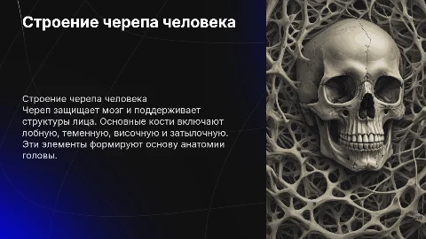 скелет головы