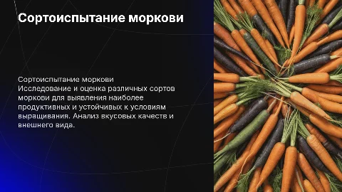 Сортоиспытание моркови