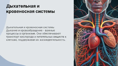 Дыхание и кровообращение: презентация для 3 класса