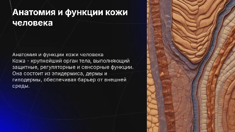 Анатомия кожи