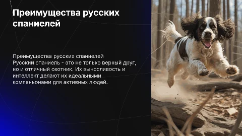 плюсы собаки русский спаниэль