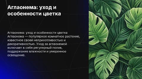 аглаонема сведенье о цветке и его уход