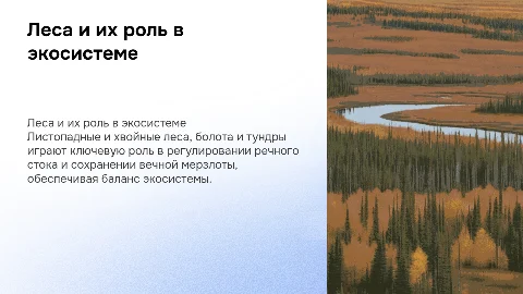 Листопадные и хвойные леса: роль в экосистемах умеренной зоны
