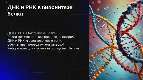 Дне и РНК биосинтез белка