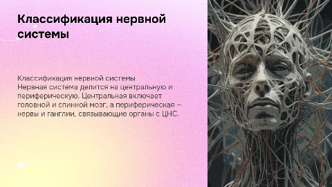 Классификация нервной системы