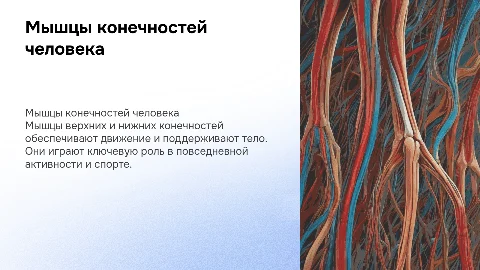 мышцы верхних и нижних конечностей