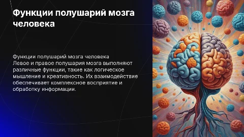 Функции полушарий головного мозга человека