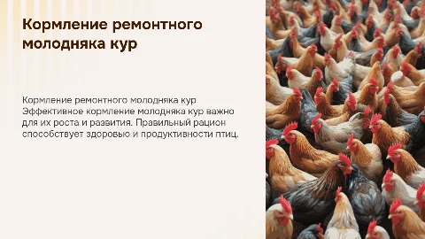 Кормление ремонтного молодняка кур
