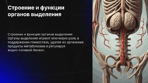 тема: строение и функции органов выделения