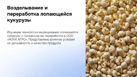 Презентация: Технология возделывания лопающейся кукурузы в ООО «НОКА