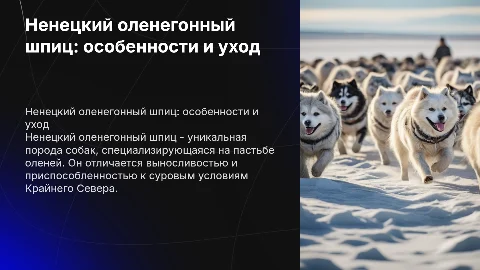 Ненецкий оленегонный шпиц (РКФ)