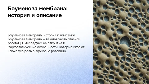 Боуменова мембрана: история открытия и морфология