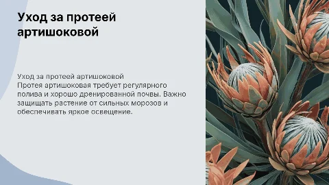 Рекомендации по уходу за протеей артишоковой