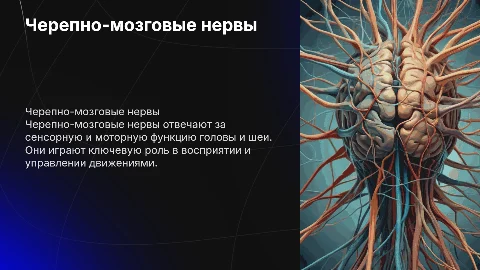 Черепно-мозговые нервы