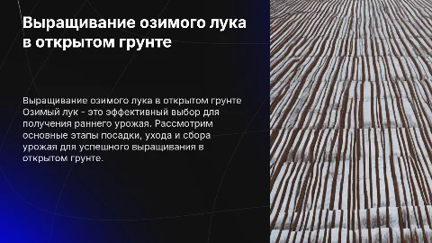 выращивание озимого репчатого лука в открытом грунте